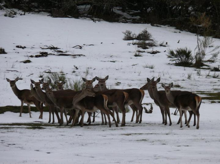Casa Rural Ruralba Alba de los Cardaños Kültér fotó